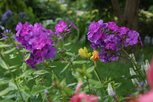 SONY DSC