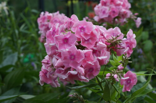 SONY DSC