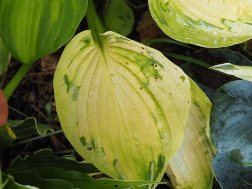 P7290203