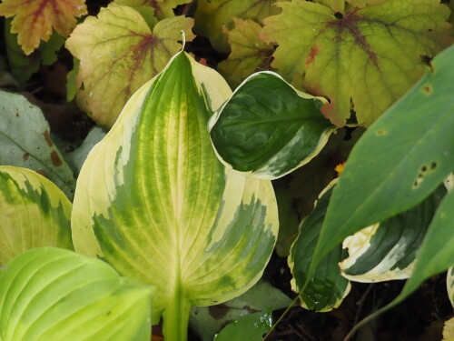 P7290204