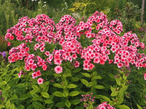 P7310004