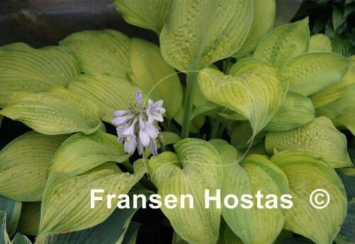 Hosta-Rascal-photo-made-by-Peter-Bergerhof-17b15657fc1568d14d.jpg