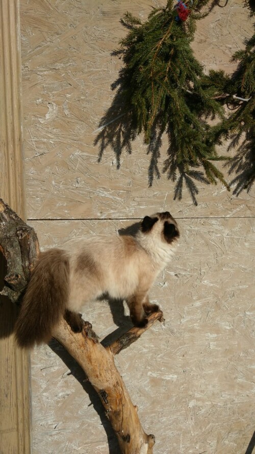кошка1