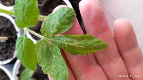 IMG_20240411_145741f16ccdd1b465200c.jpg