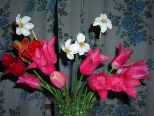 Tulipa-China-Pink87521db3c62b8cc5.jpg