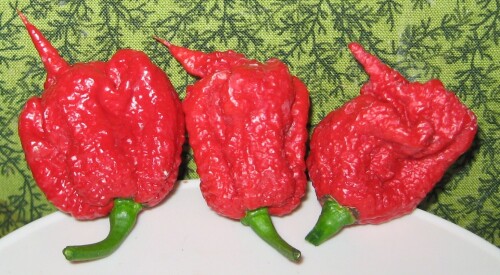 Carolina Reaper pepper pods (cropped)