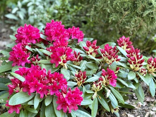 Rhododendron Neon Kiss 2024