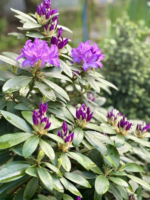Rhododendron Catawbiense Grandiflorum 2024