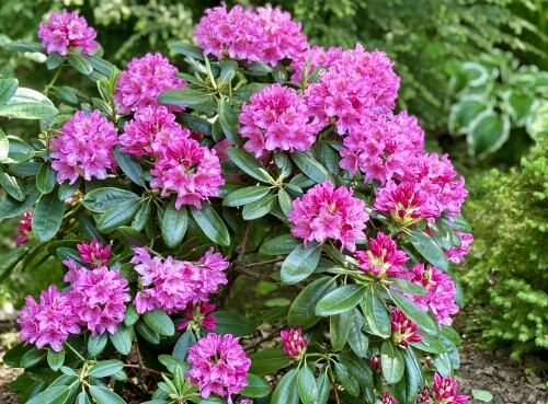 Rhododendron Haaga 2024