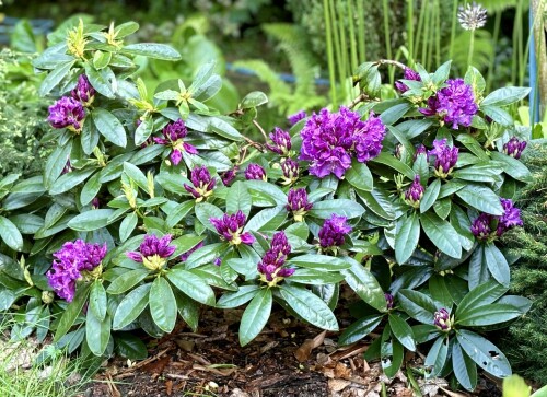 Rhododendron Rasputin 2023