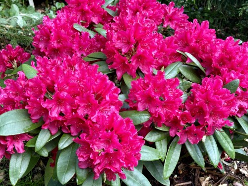 Rhododendron Neon Kiss 2024