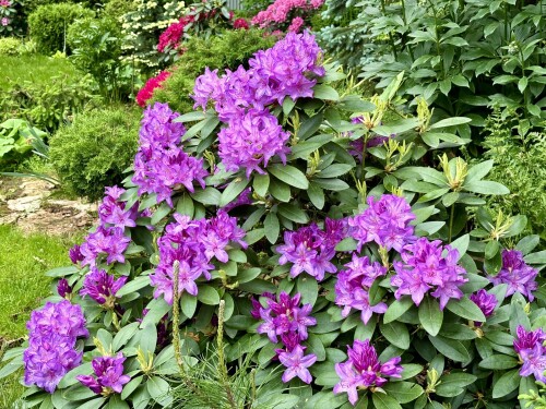 Rhododendron Catawbiense Grandiflorum 2024