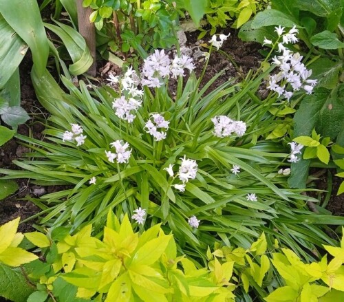 hyacin 1 6