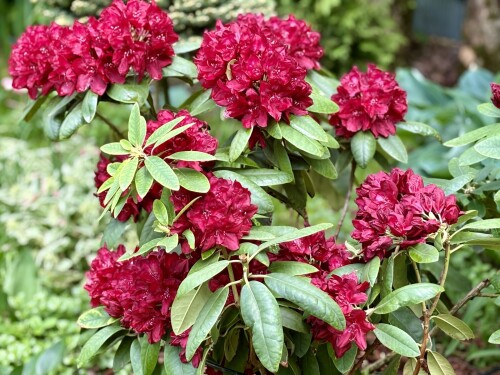 Rhododendron Francesca 2024