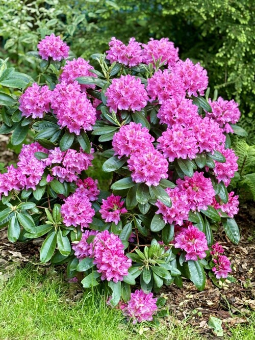 Rhododendron Haaga 2024