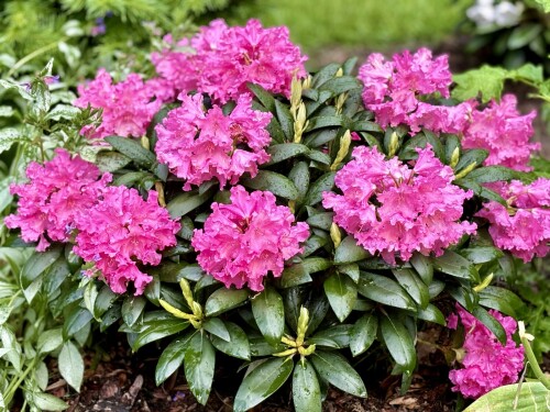 Rhododendron yak. Helgoland 24