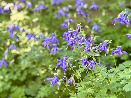 Aquilegia