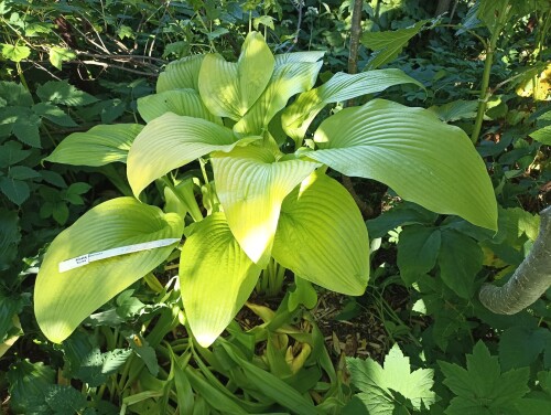 IMG 20240622 174619 Hosta montana Aurea