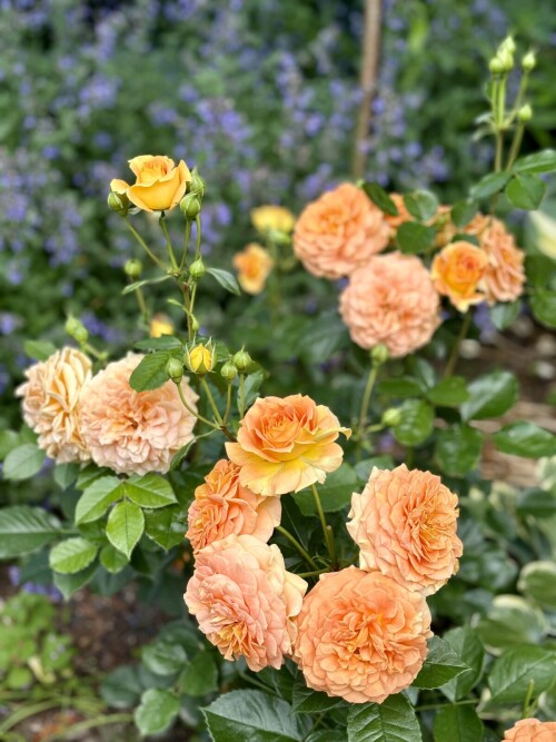 Goldelse