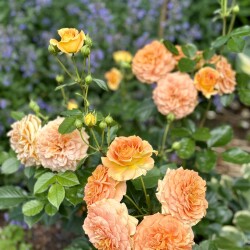 IMG_6634444f8350e6c184cc