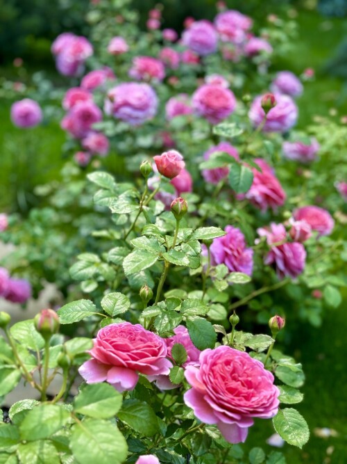 IMG_664723c6cf66b8faff3b.jpg