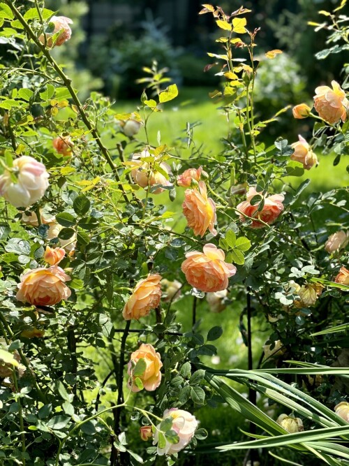 Lady of Shalott