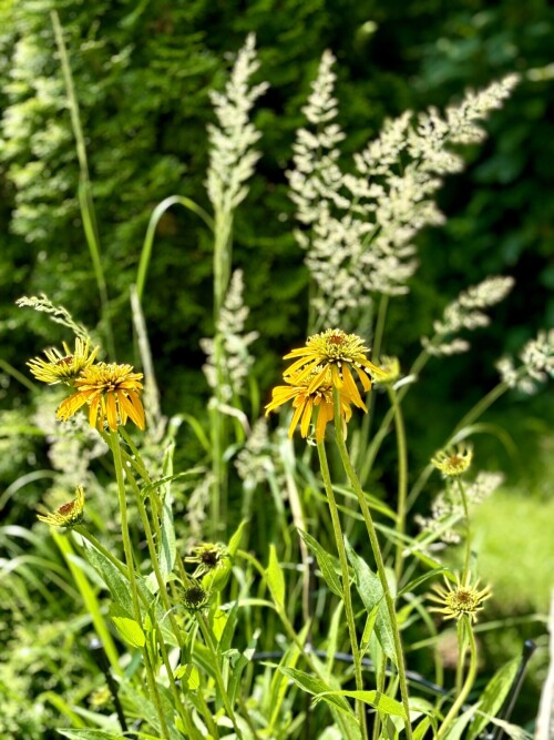 Echinacea Marmalade