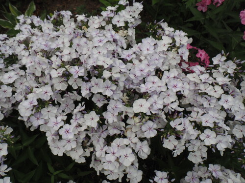 P704003219c5ab3d2189446c.jpg