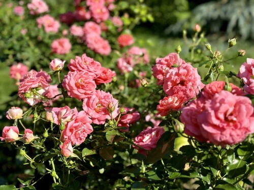 IMG_672576c0821c512f33f1.jpg