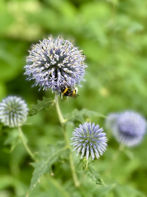 Echinops bannaticus Taplow Blue