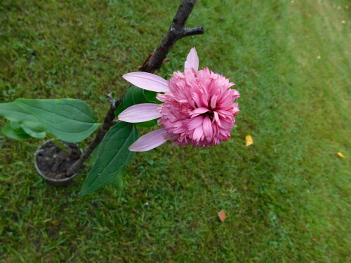 DSCN6674