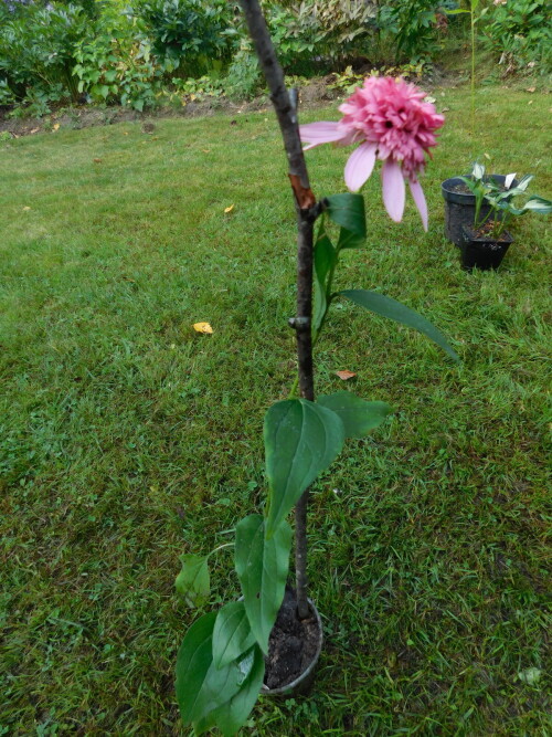 DSCN6675