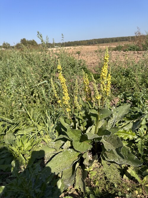 такой шикарный нажористый куст коровяка нашла у обочины,а места в саду нет(((((