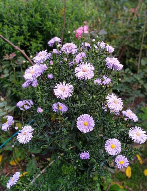 aster blue 4 sep