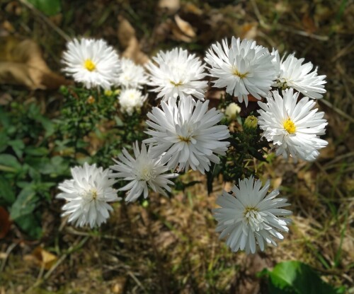 White-aster-23-SEP-2a523e200ef9777da.jpg