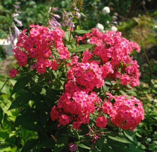 red phlox 15 jul