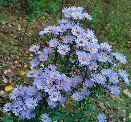 blue-aster-30-sep9c11b54b919c64d5.jpg