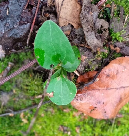 Clem seedling 5 oct