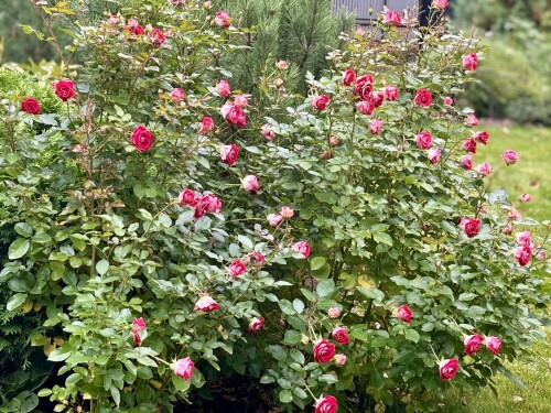 IMG_75502cad535315bb4e86.jpg