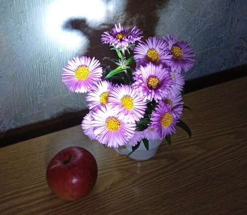 aster-apple56a1b0c05461eeea.jpg