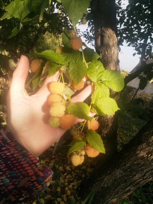 IMG 20241012 090717