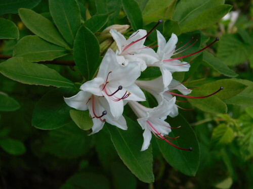 DSCN5278