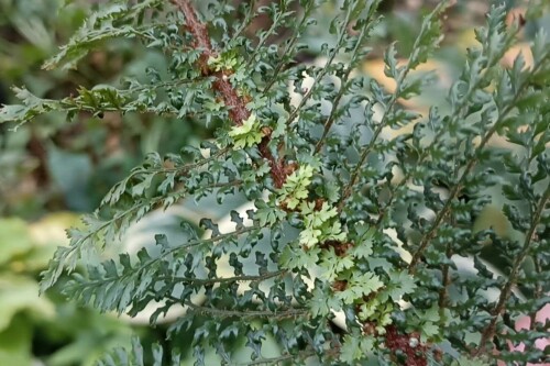 IMG 20241220 122909 Polystichum setiferum Plumoso-densum