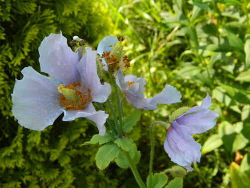 DSCN6188
