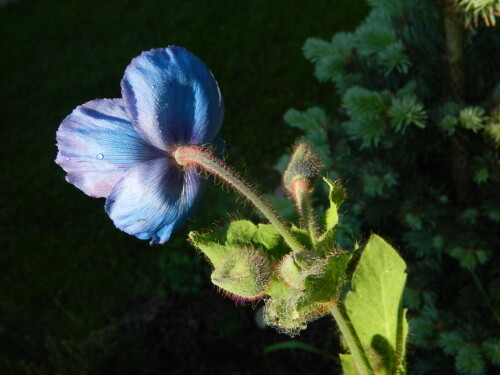 DSCN9698