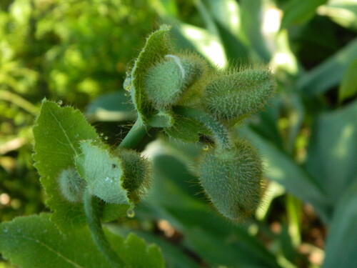 DSCN9723