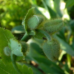 DSCN9723063892576fe2181c
