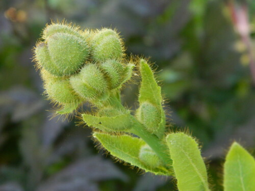 DSCN9727