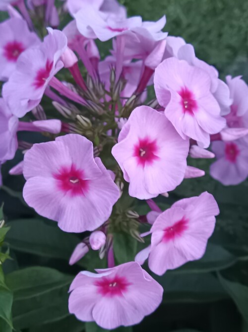 Флокс Мелодия любви 5 (1)
