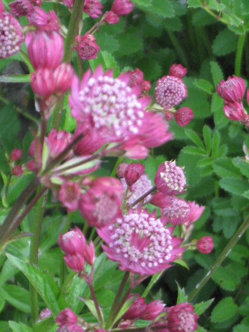 ASTRANTIY-MULENa2d54f012cefac33.jpg